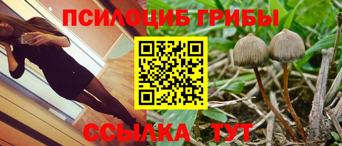 Псилоцибиновые грибы Psilocybine cubensis  Вход с VPN  Кандалакша 